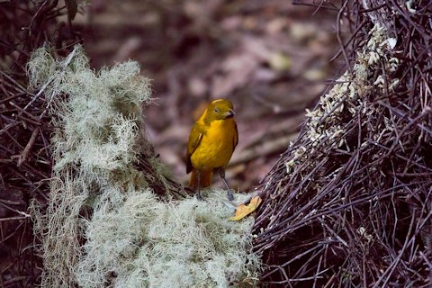 Golden Bowerbird (Amblyornis newtonianus)